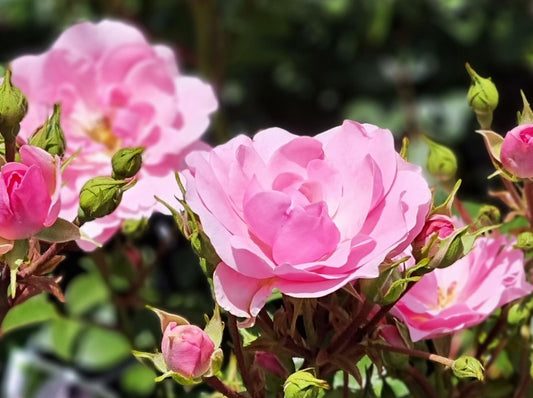 Rosa Bonica RosBon Floribunda Rose 200mm