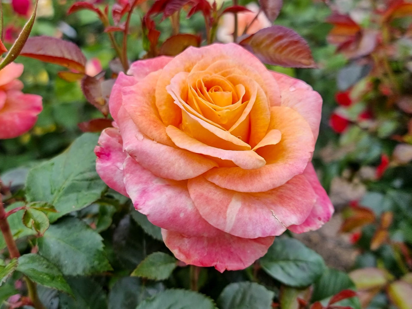 Rosa Daybreaker RosDay Floribunda Rose 200mm