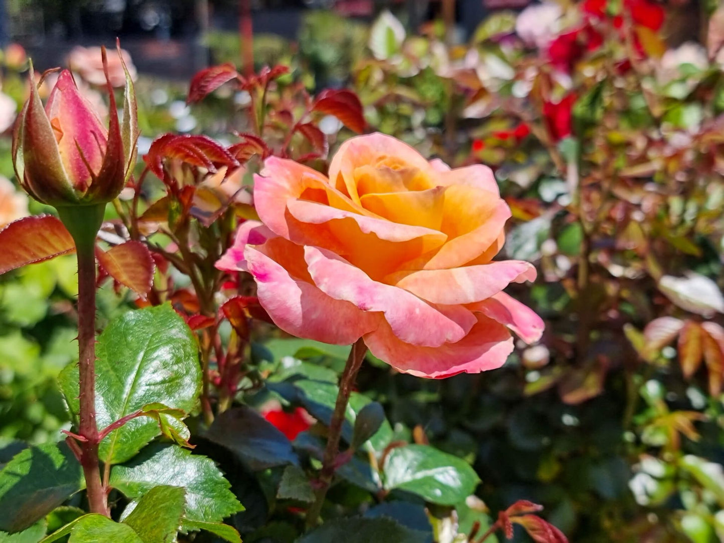 Rosa Daybreaker RosDay Floribunda Rose 200mm