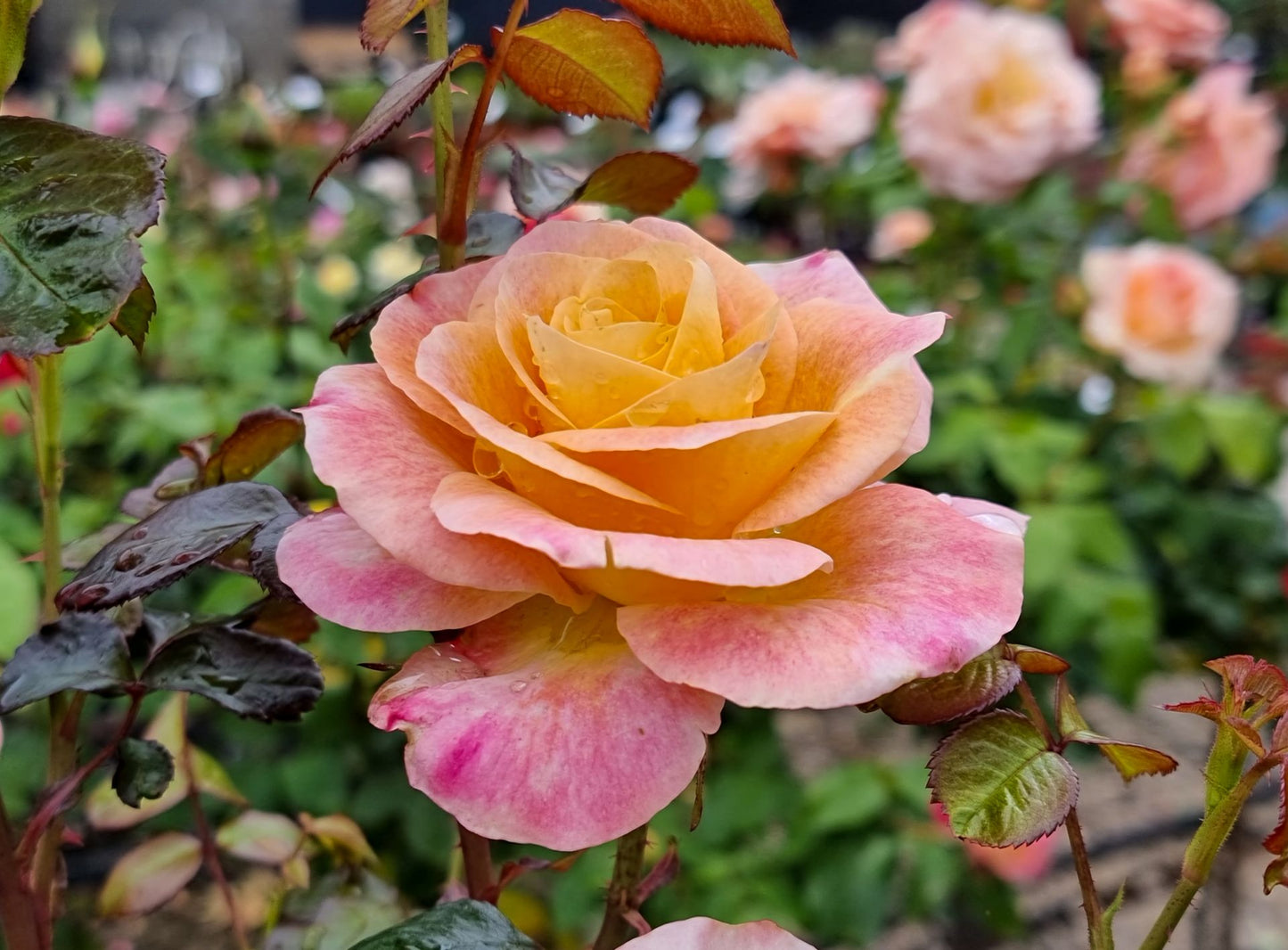 Rosa Daybreaker RosDay Floribunda Rose 200mm