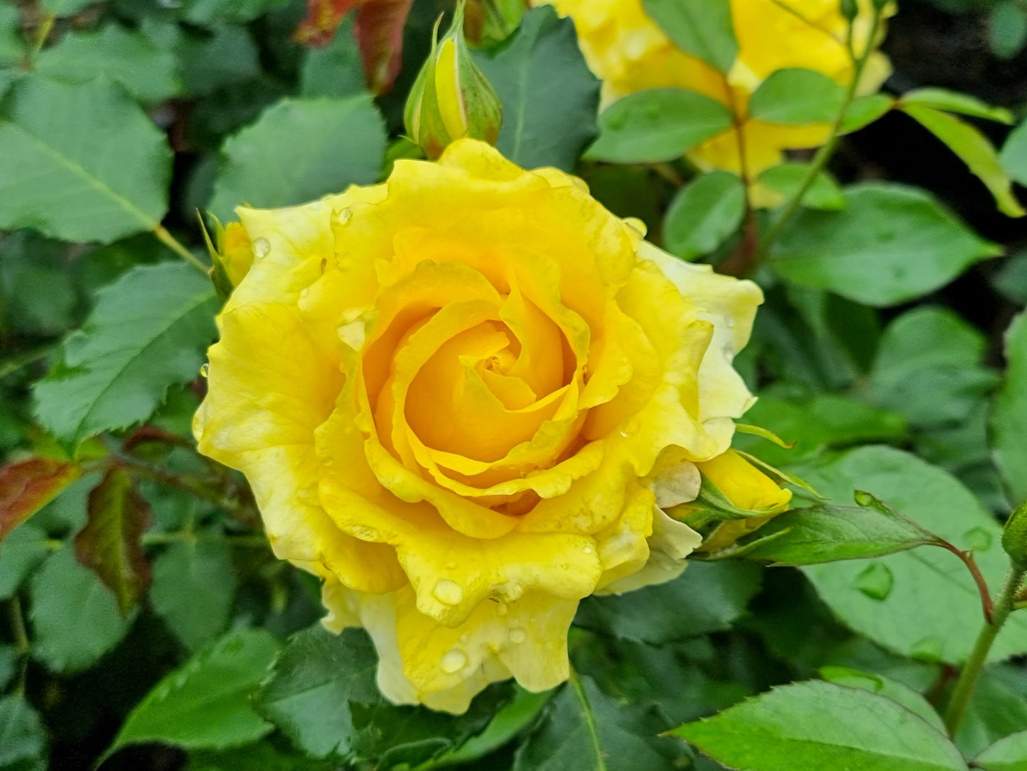 Rosa Gold Bunny RosGB Floribunda Rose 200mm