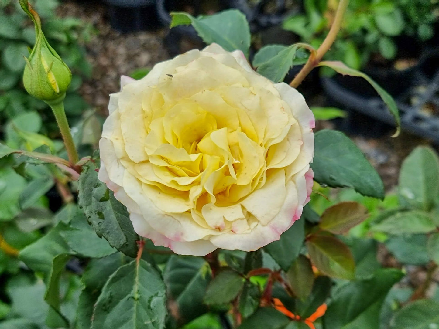 Rosa Sunny Sky RosSSk Hybrid Tea Rose, 200mm