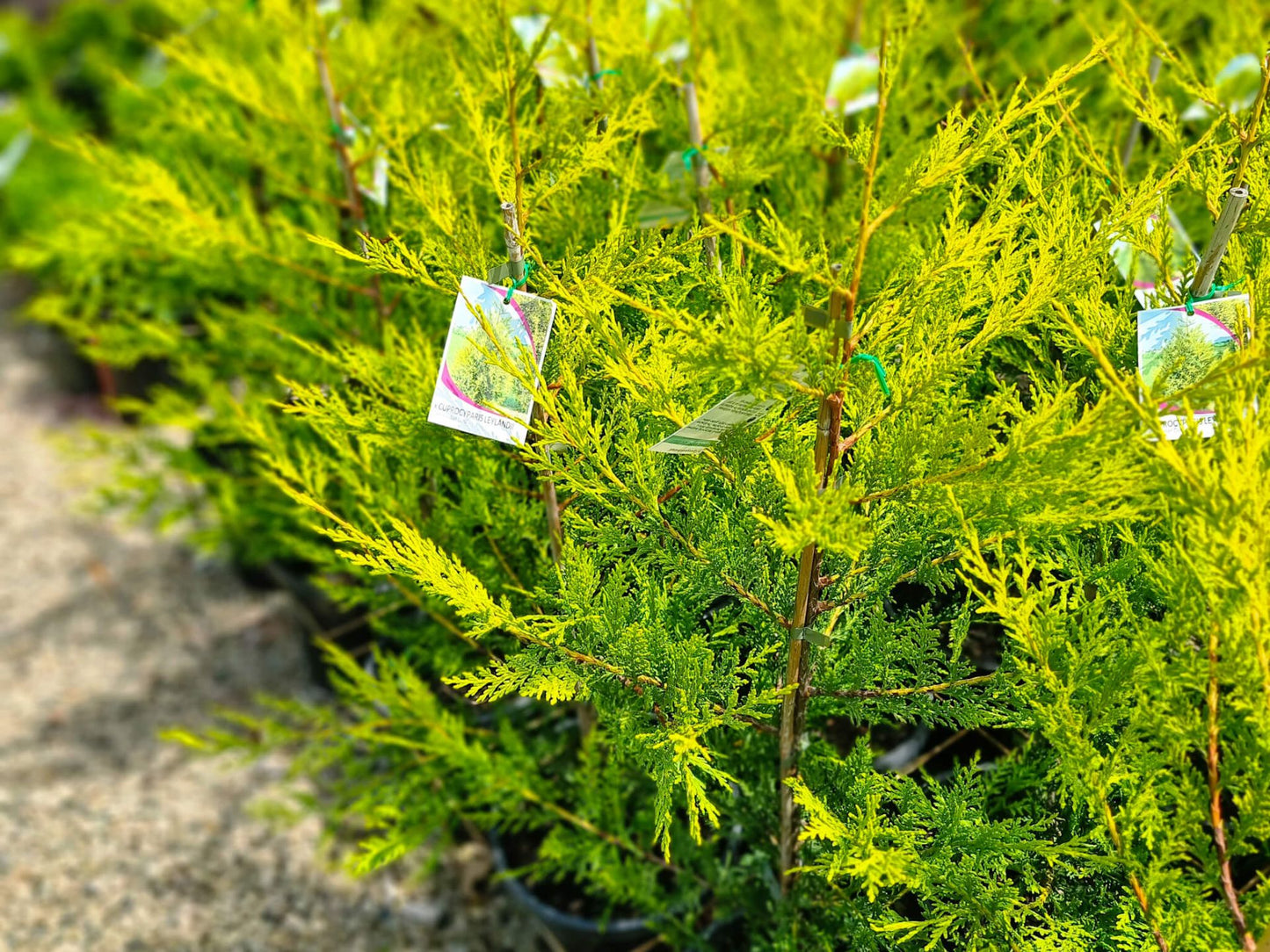 Cupressocyparis leylandii Castlewellan Gold CupleyCG Leyland Cypress, Cupressus, Conifer