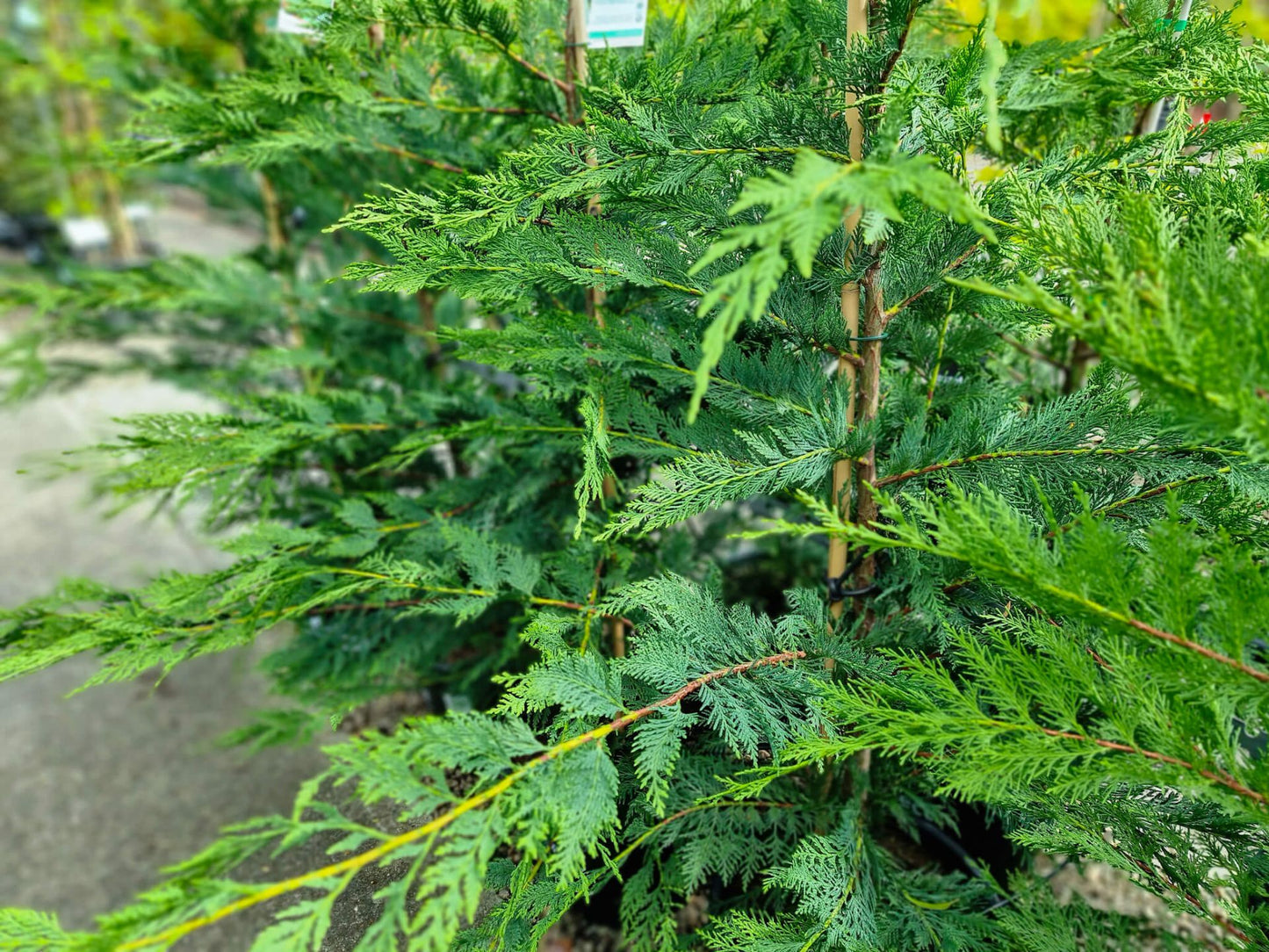 Cupressocyparis leylandii Leightons Green CupleyLG Leyland Cypress, Cupressus, Conifer