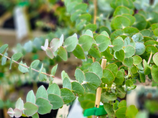 Eucalyptus pulverulenta Baby Blue EucpulBB Silver Leaved Mountain Gum 140mm