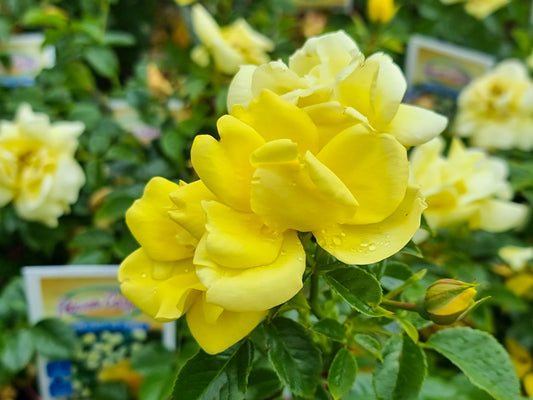 Rosa Flower Carpet Gold RosFCG Flower Carpet Rose, Ground Cover Rose, Groundcover Rose 140mm