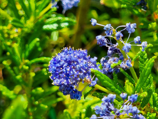 Ceanothus hybrida Blue Pacific CeahybBP California Lilac