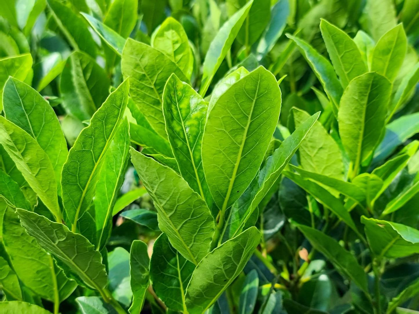 Laurus nobilis Baby Bay LaunobBB Dwarf Bay Tree, Bay Laurel 200mm