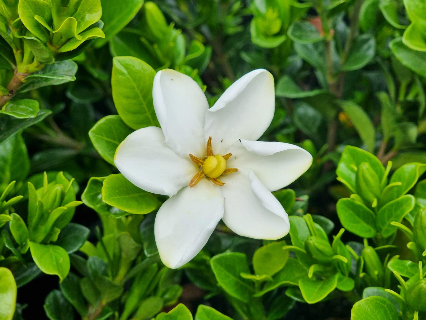 Gardenia augusta Grandiflora Star GaraugGS Fragrant Gardenia 200mm