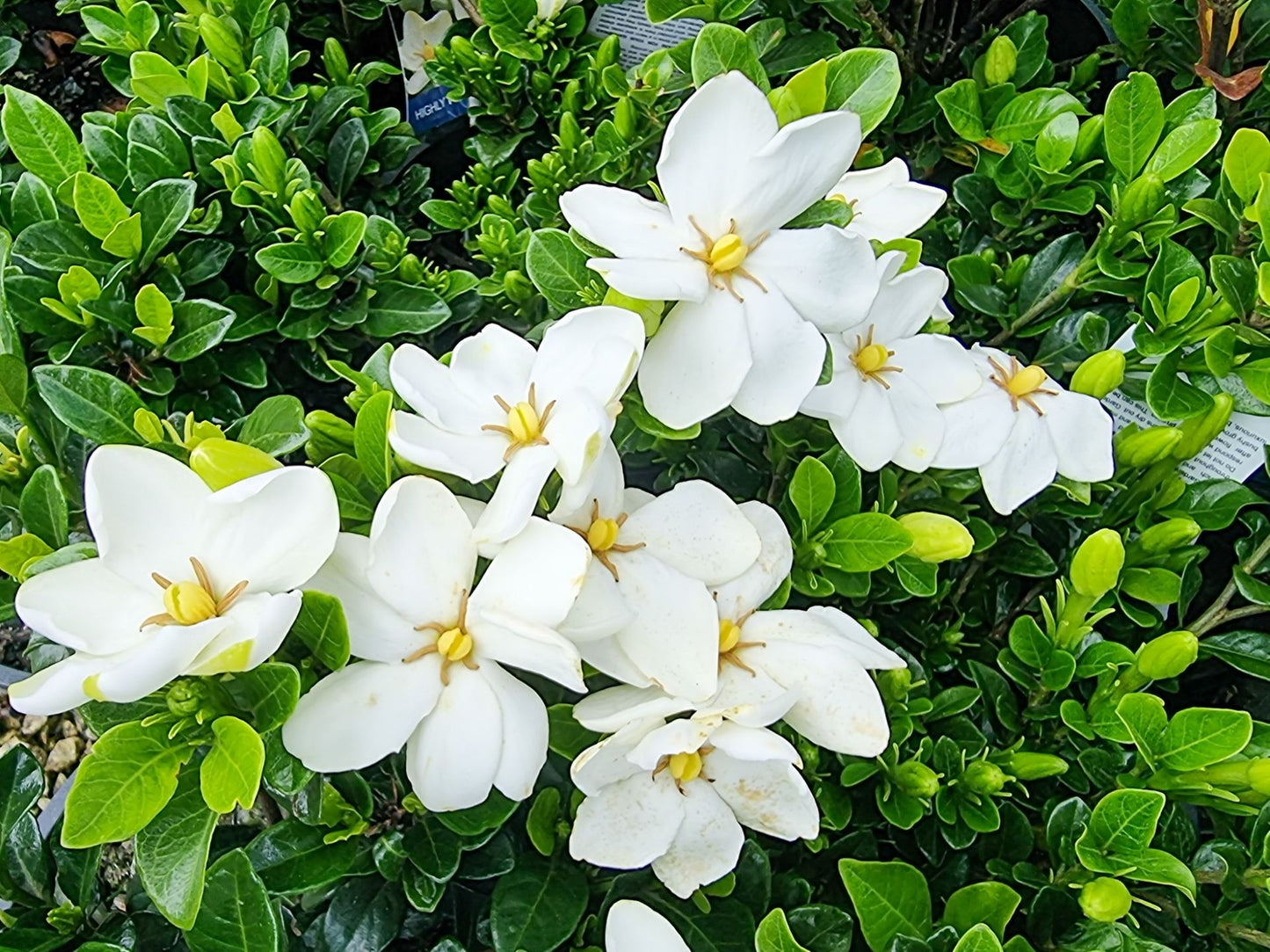 Gardenia augusta Grandiflora Star GaraugGS Fragrant Gardenia 200mm