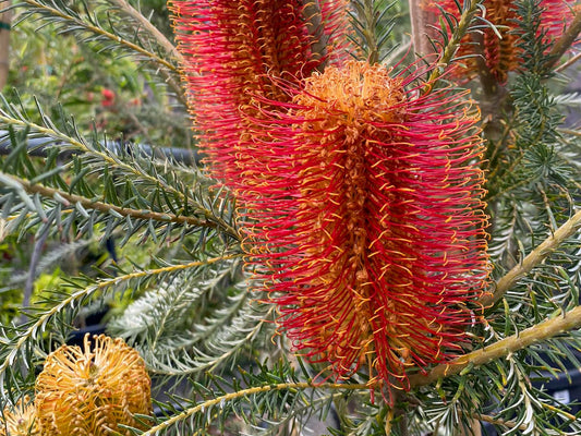 Banksia ericifolia Baneri Heath Leaved Banksia, Lantern Banksia, Heath Banksia, Wadanggari