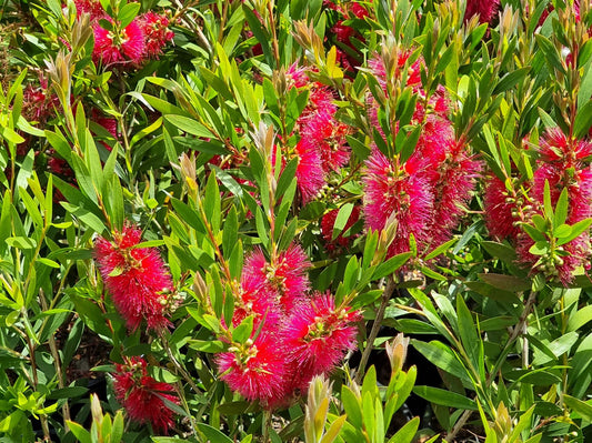 Callistemon citrinus Western Glory CalcitWG Bottlebrush, Common Red Bottlebrush, Crimson Bottlebrush 140mm