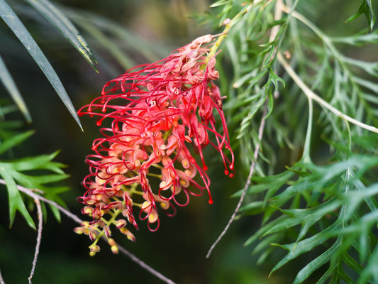 Grevillea banksii bipinnatifida Ned Kelly GrebbNK Spider Flower, Toothbrush Plant