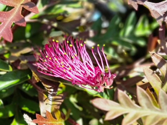 Grevillea hybrida Moe Gem GrehybMG Spider Flower, Toothbrush Plant, G. Poorinda Peter x Nectar Delight