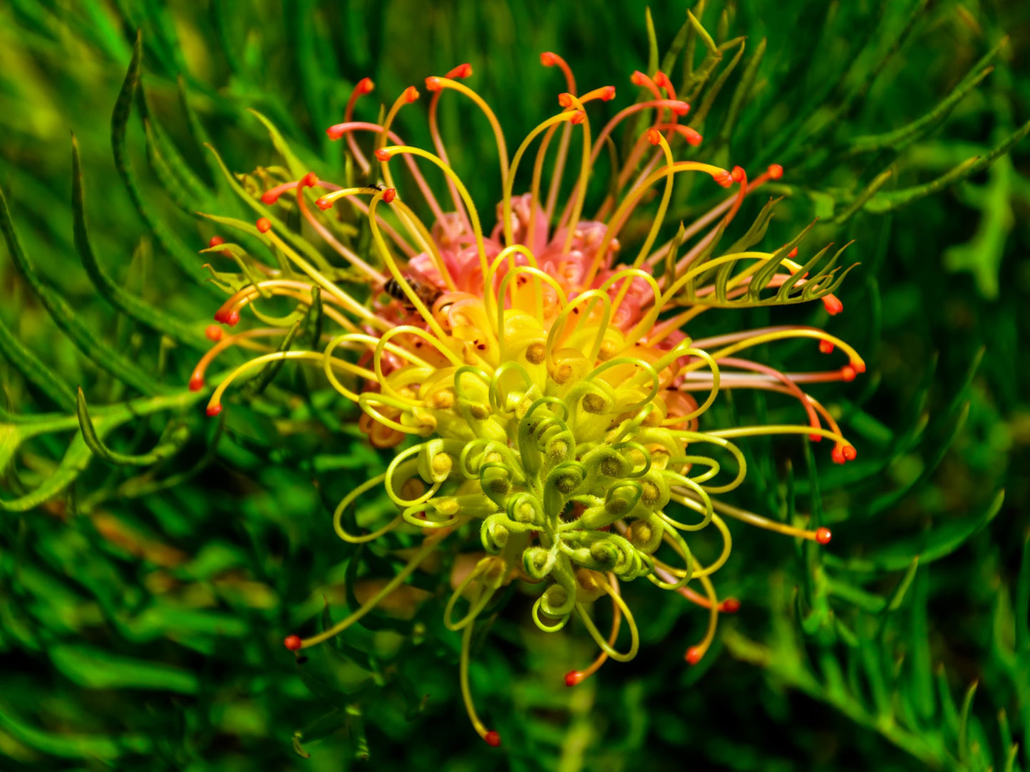 Grevillea hybrida Peaches And Cream GrehybPAC Spider Flower, Toothbrush Plant