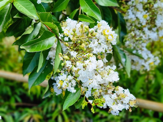 Lagerstroemia indica fauriei Natchez LagifNat White Crepe Myrtle 200mm