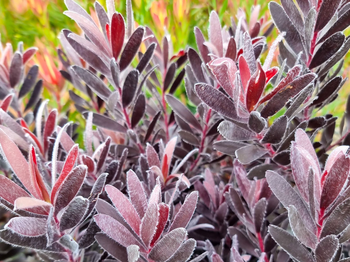 Leucadendron laureolum Burgundy Sunset LeulauBS Conebush