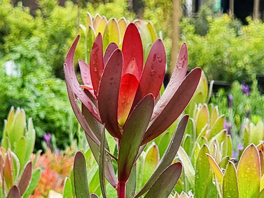 Leucadendron laureolum Safari Sunset LeulauSS Conebush