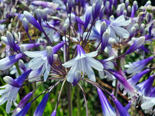 Agapanthus hybrida Fireworks AgahybFir Lily of the Nile, African Lily 140mm