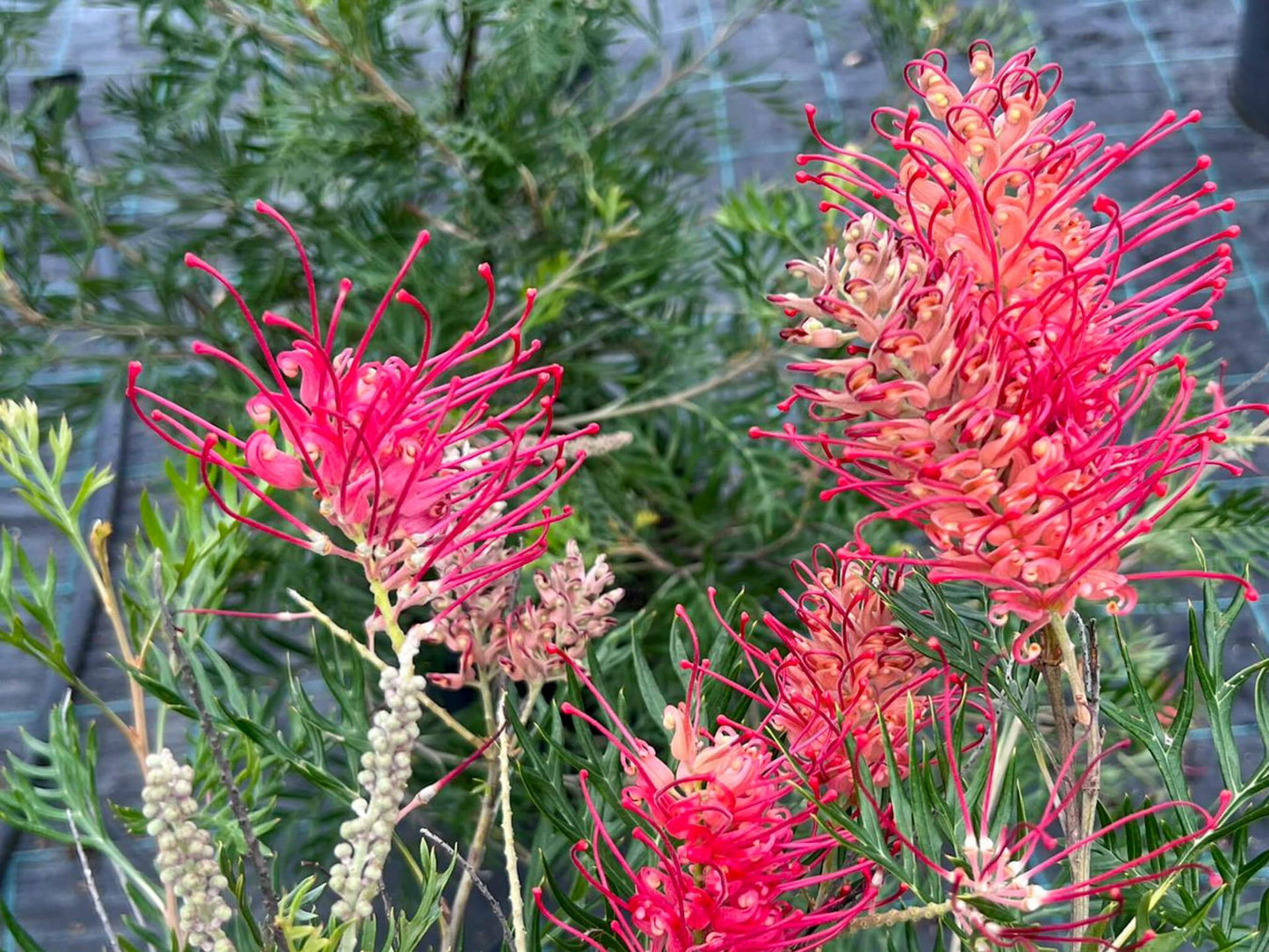 Grevillea banksia bipinnatifida Little Robyn GrebbLR Red Silky Oak, Banks Grevillea, Dwarf Silky Oak