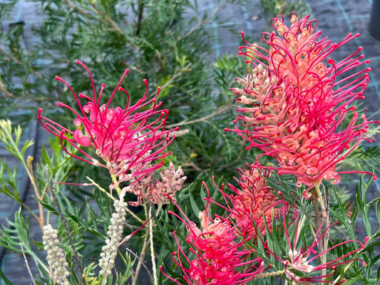 Grevillea banksia bipinnatifida Little Robyn GrebbLR Red Silky Oak, Banks Grevillea, Dwarf Silky Oak