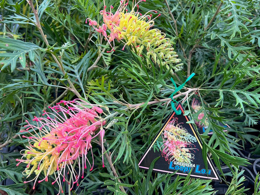Grevillea hybrida Loopy Lou GrehybLL Spider Flower, Toothbrush Plant 200mm