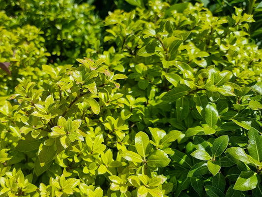 Pittosporum tenuifolium On Par PittenOP Pittosporum