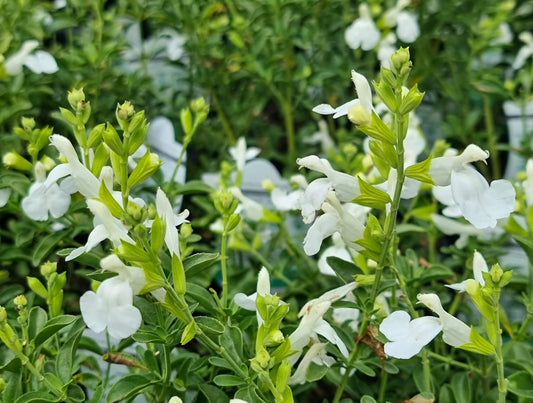 Salvia greggii Mirage White SalgreMW Autumn Sage 140mm