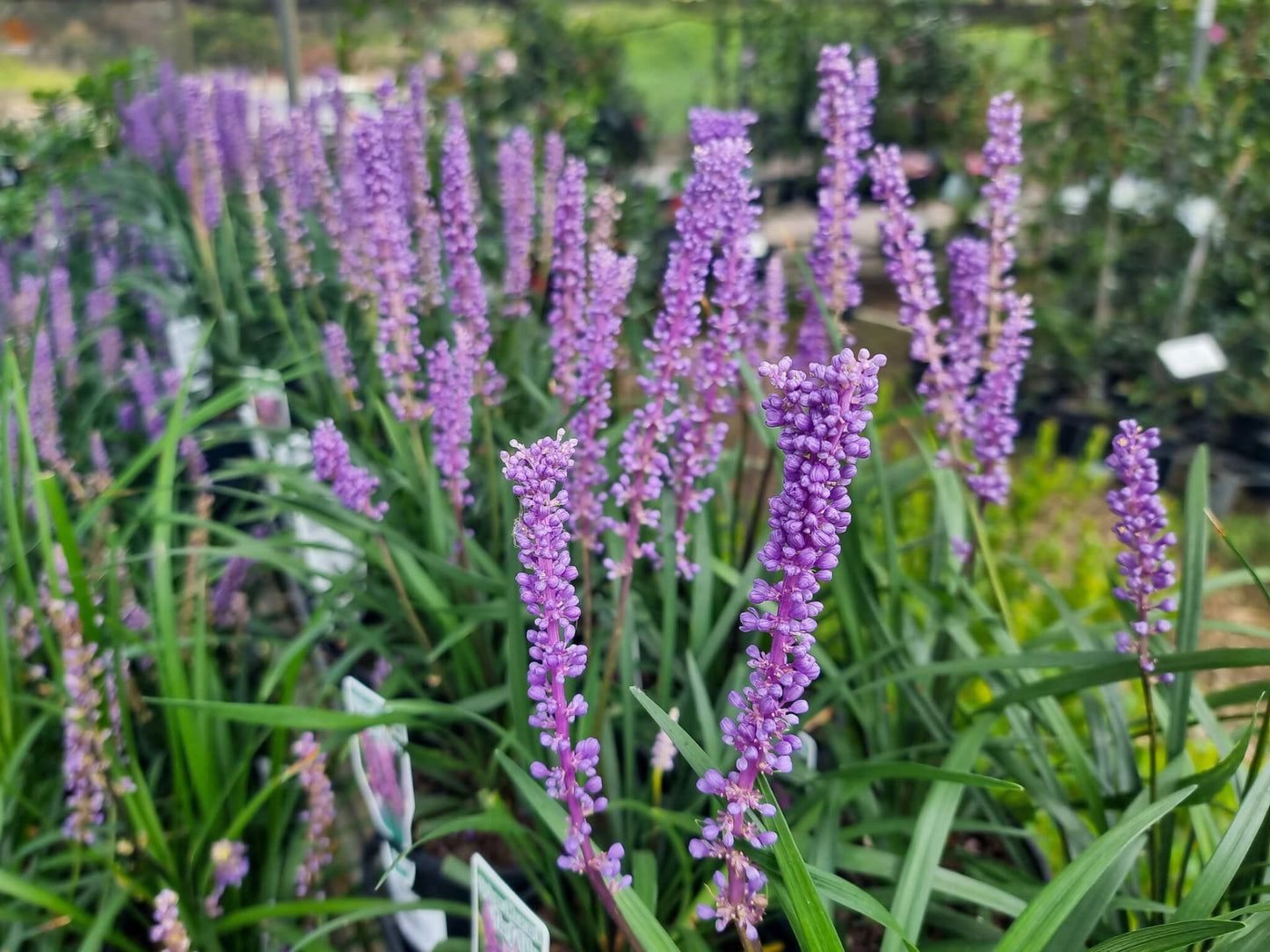 Liriope muscari Lirmus Syn Liriope exiliflora, Liriope gigantea, Lilyturf, Lily Turf, Border Grass, Monkey Grass