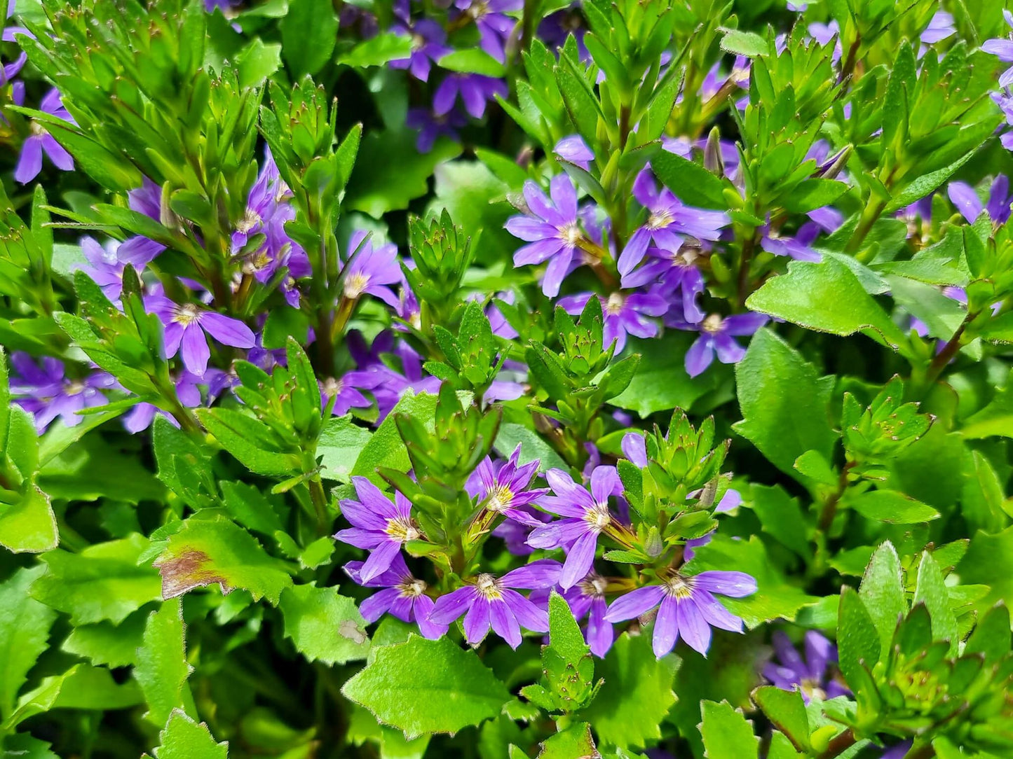 Scaevola aemula Blue Ribbon ScaaemBR Fan Flower, Fairy Fan Flower