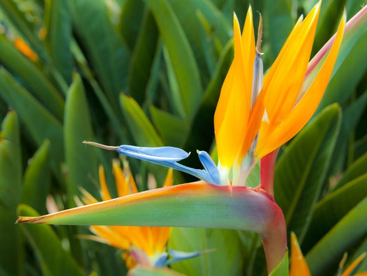 Strelitzia reginae Strreg Bird of Paradise, Crane Flower