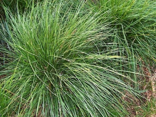 Poa labillardieri Poalab Common Tussock Grass