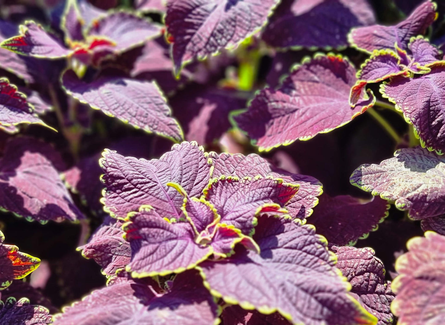 Plectranthus scutellarioides Main Street PlescuMS Coleus, syn Solenostemon 200mm