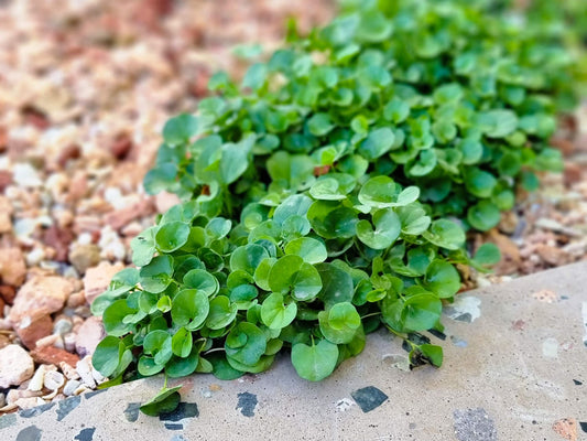 Dichondra repens Dicrep Syn Dichondra micrantha, Kidney Weed, Kidney Grass