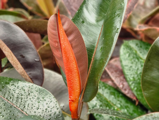 Ficus elastica Burgundy FicelaBur Rubber Tree Plant