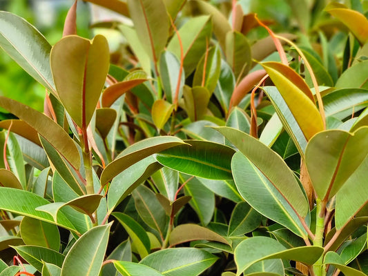 Ficus elastica Melany FicelaMel Rubber Tree Plant 200mm