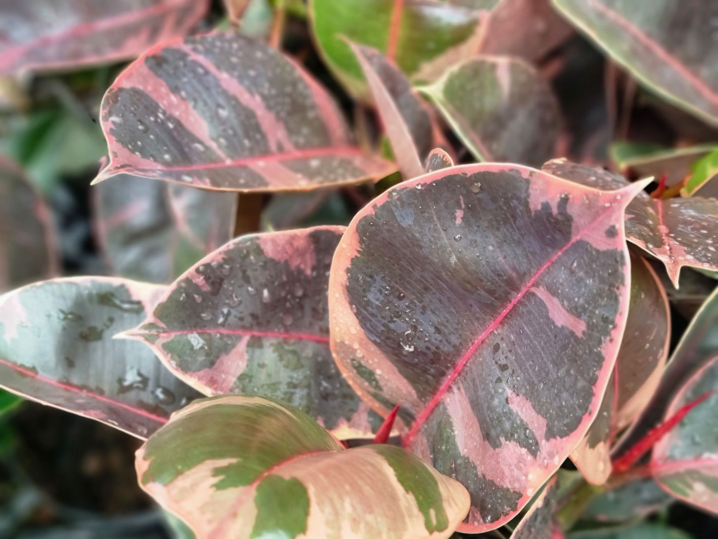 Ficus elastica Ruby FicelaRub Red Rubber Tree Plant