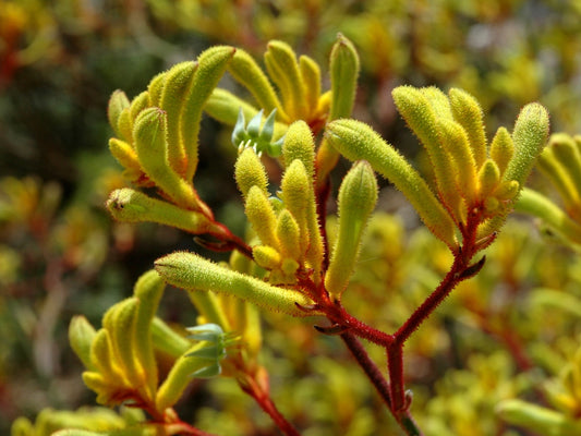 Anigozanthos hybrida Landscape Gold AnihybLG Tall Kangaroo Paw, Evergreen Kangaroo Paw 140mm