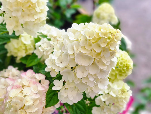 Hydrangea paniculata Sundae Fraise PBR HydpanSF Panicled Hydrangea 200mm