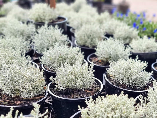 Leucophyta brownii Silver Nugget LeubroSN Cushion Bush