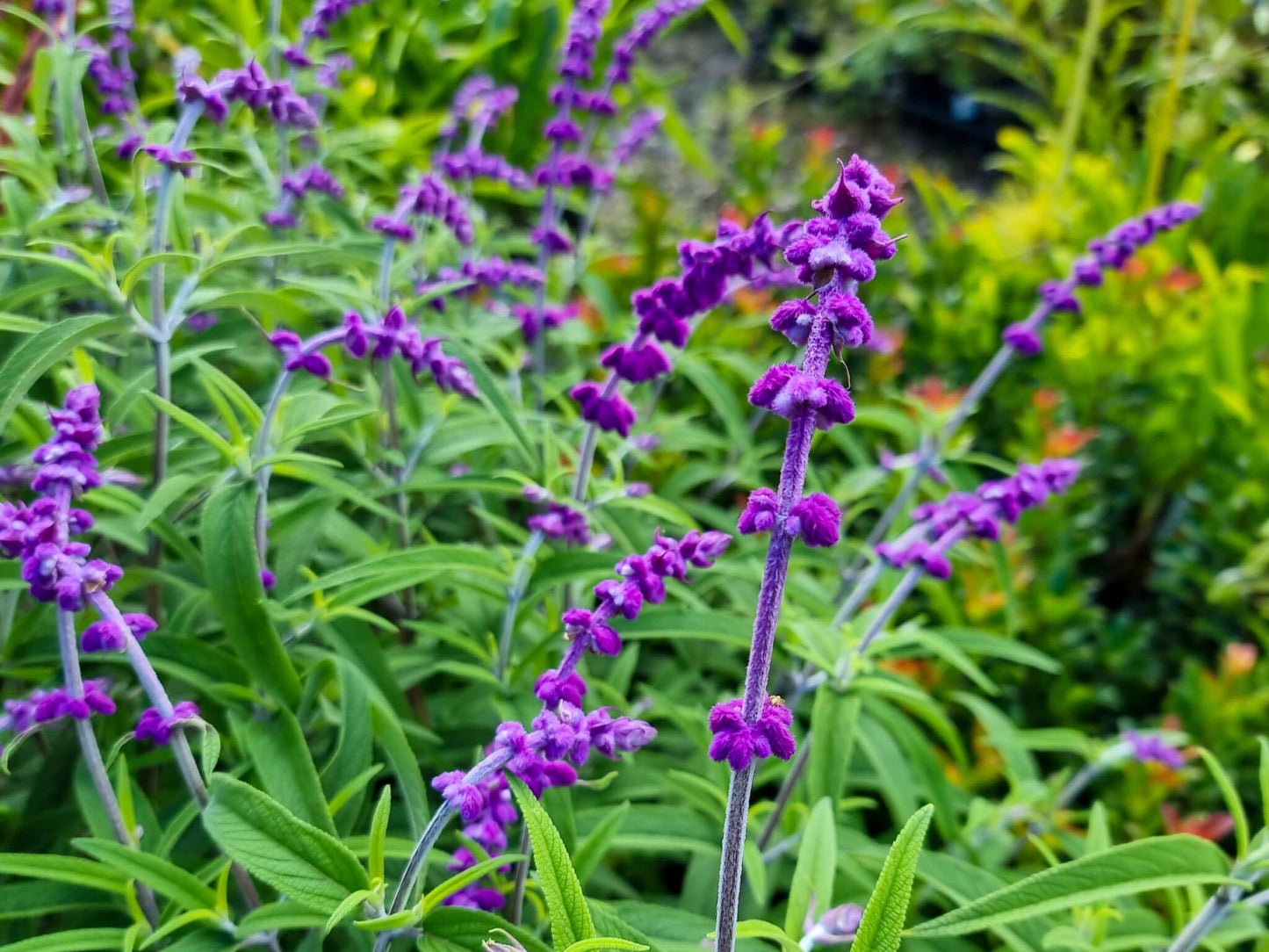 Salvia leucantha Salleu Syn Salvia bicolor, Mexican Bush Sage 140mm