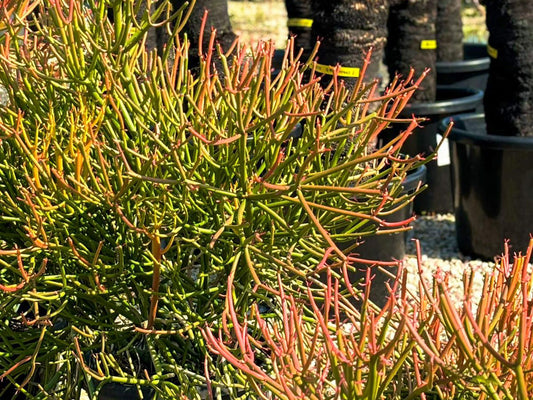 Euphorbia tirucalli Euptir Firesticks, Indian Tree Spurge, Sticks on Fire