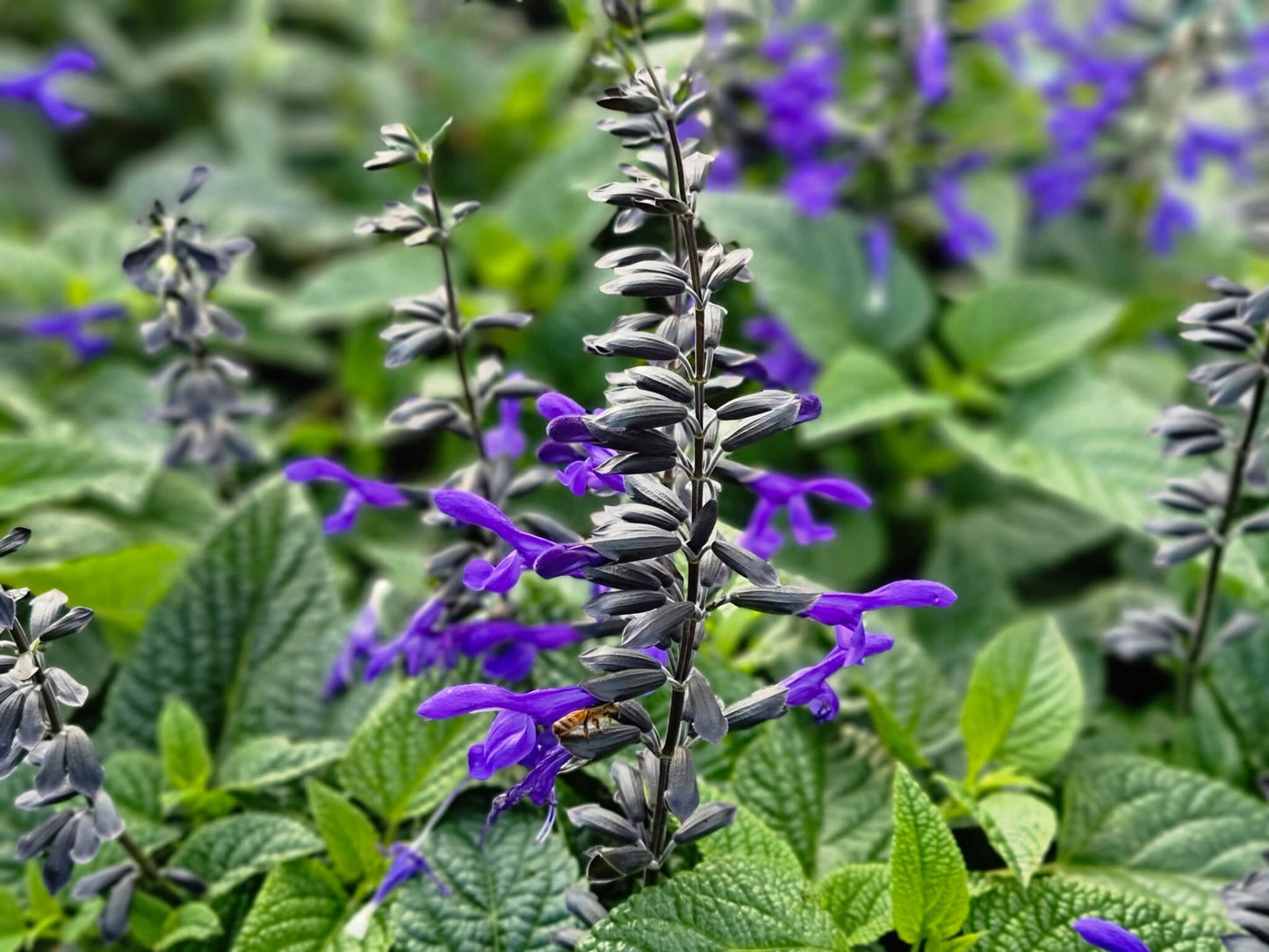 Salvia guaranitica Black And Bloom SalguaBABlo Blue Anise Sage, Brazilian Sage 140mm