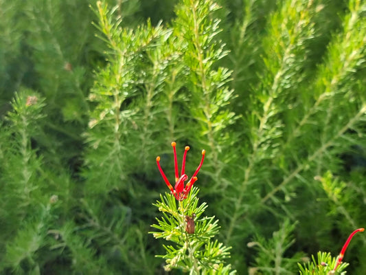 Grevillea rosmarinifolia Crimson Villea PBR GrerosCV Rosemary Grevillea, H16