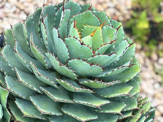 Agave potatorum Agapot Butterfly Agave, Century Plant, Succulent, 200mm