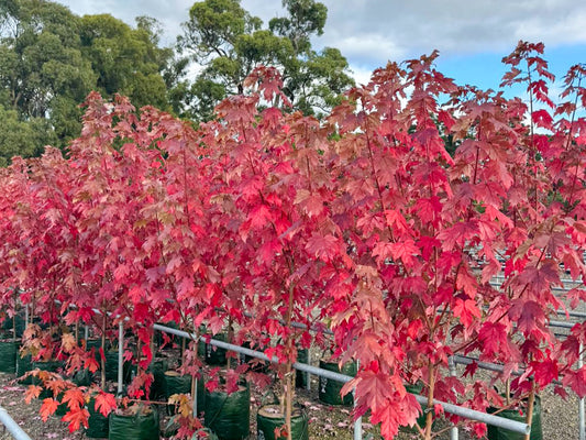 Acer freemanii rubrum Autumn Blaze AcefrAB Red Maple, Freemans Maple, Acer Jeffersred, Living Pergola 200mm