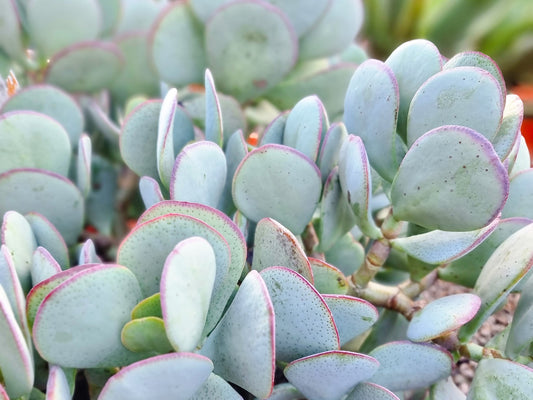 Crassula ovata Silver Dollar CraovaSD Jade Plant, Jade Tree, Succulent