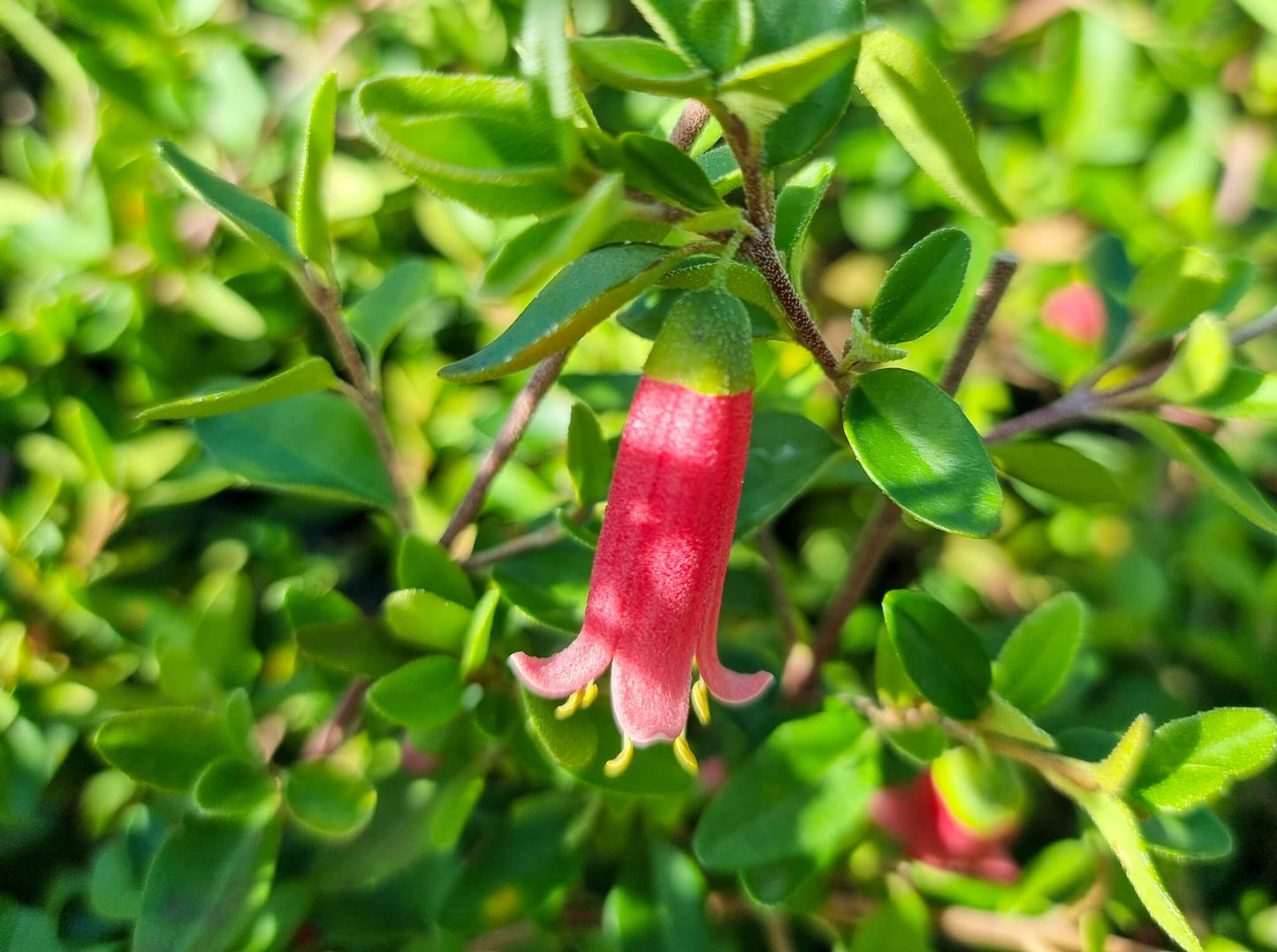 Correa reflexa pulchella Dusky Bells CorrpDB Native Fuchsia