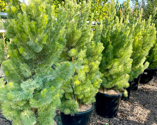 Adenanthos sericeus Adeser Woolly Bush, Woollybush