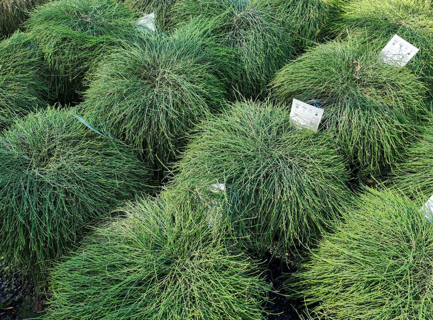 Casuarina glauca Cousin It CasglaCI Groundcover Sheoak, Swamp Sheoak, Grey Oak